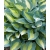 Funkia Hosta June